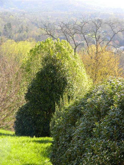 Ilex cornuta 'Dwarf Burford' (Burfordii Compacta, Burfordii Nana, Dwarf Burford Holly) | North ...