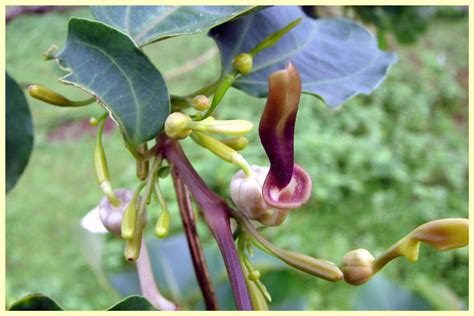 Aristolochia indica – eFlora of India