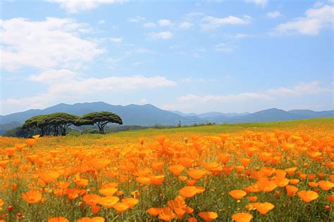 Orange Flowers In Field Background, Water Garden, Landscape, Foreground ...