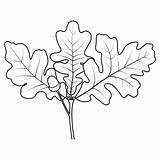 Oak Tree Coloring Page Stock Illustrations – 297  sketch template