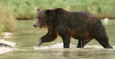 Grizzly Bear Adaptations