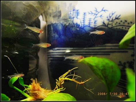 Breeding rummy nose tetra | AquariaCentral.com