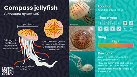 Identifying jellyfish | Wildlife sightings | Marine Conservation ...