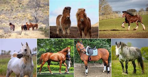 7 Worst Horse Breeds for Beginners (And Why)