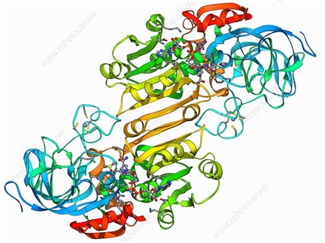 Alcohol dehydrogenase molecule - Stock Image - F006/9769 - Science Photo Library