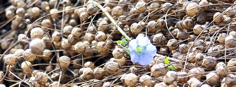 flax harvest plus late flower - Golden Valley Flax