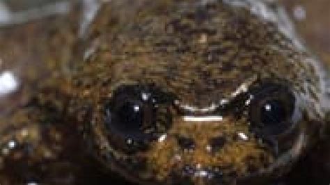 Gasp! Scientists find first lungless frog - Technology & Science - CBC News