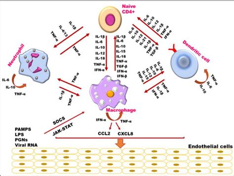 Schematic representation of the cytokine network that regulates... | Download Scientific Diagram