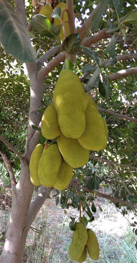 A jackfruit tree - PixaHive