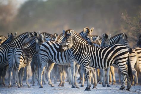 Africa's Top 10 Safari Animals and Where to See Them