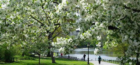 Where to find Spring Blooms in Central Park | Central Park Conservancy