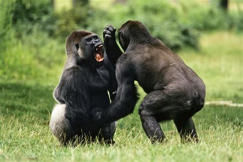 Western Lowland Gorilla Males Fighting Photograph by Konrad Wothe