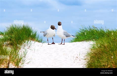 Beach at Baltic Sea in Germany Stock Photo - Alamy