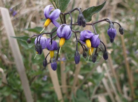 Bittersweet Nightshade | Colorado's Wildflowers