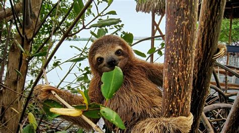 Sloths Call Costa Rica Rainforests Home - Javi's Travel Blog - Go Visit Costa Rica