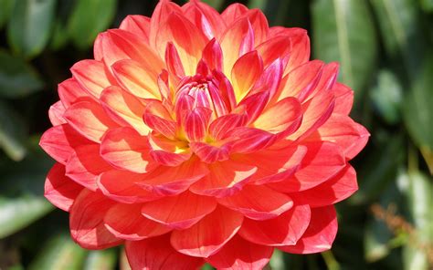 Download Close-up Flower Nature Dahlia HD Wallpaper