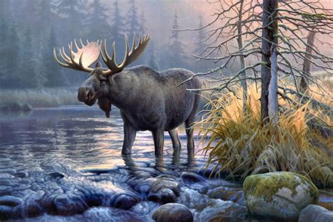 Moose Wallpapers - Wallpaper Cave