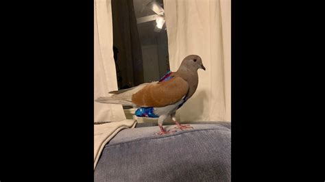 Tame Pigeon X Ringneck dove Hybrid(Cocoa) Courting sound and Excitement Sound - YouTube