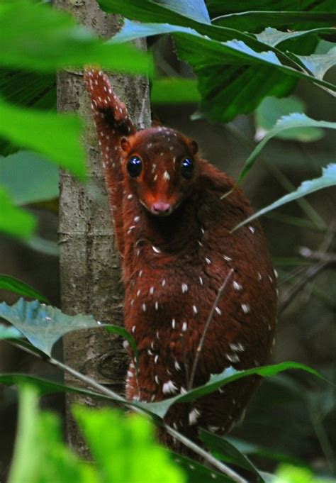 Malayan Flying Lemur | Unusual animals, Interesting animals, Bizarre animals