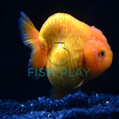 Mixed AAA Ranchu Goldfish - FishPlay