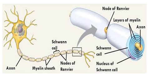 Schwann cell - Assignment Point