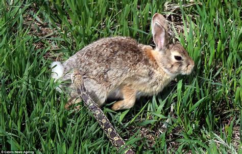 Photographer Mike Reardon captures rabbit vs snake standoff at Wild ...