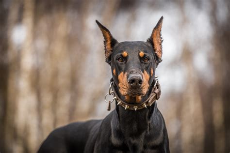 Der Dobermann: Ein umfassendes Rasseprofil mit Bildern und Informationen