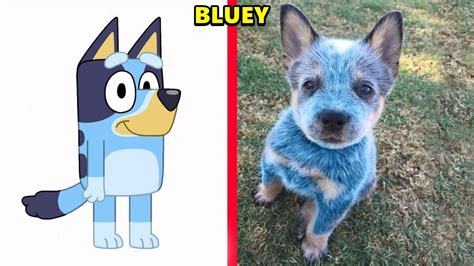 Bluey Characters in Real Life ( 2023 ) 😓 Explore o Universo do jogo de ...