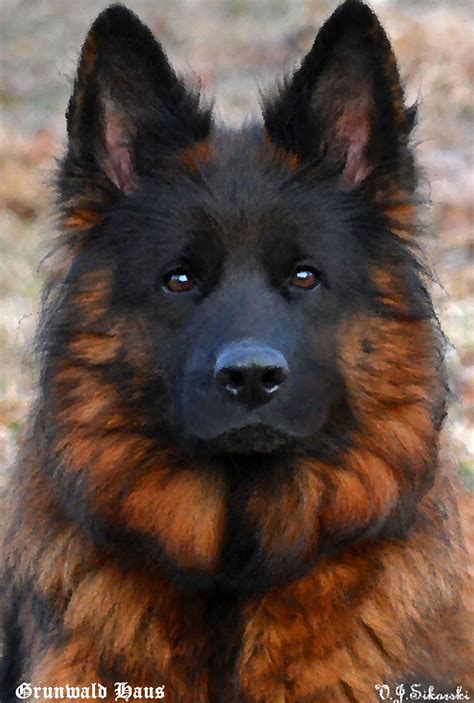 Grunwald Haus Long Coat German Shepherd Dogs | German shepherd dogs ...