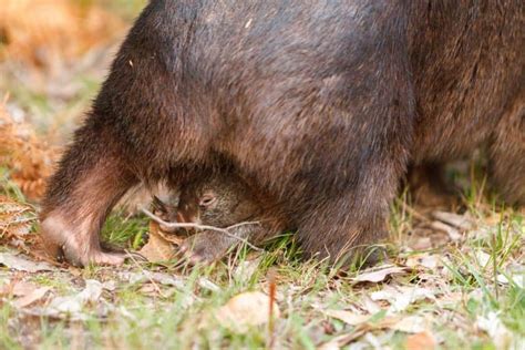 Datos sobre el wombat - Arg Animals