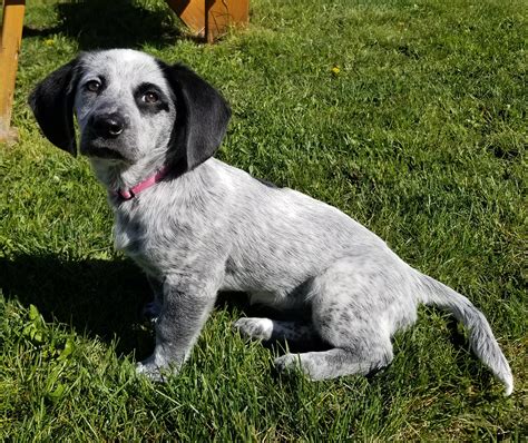 Blue Heeler Basset Hound Mix