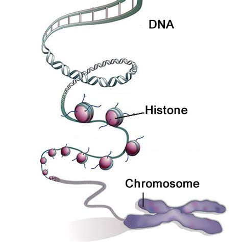 Research Review: Can holiday stress change your DNA? | Precision Nutrition