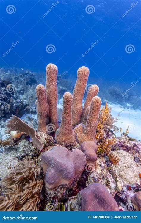 Pillar Coral Reef Off the Coast of Raotan Hondurasral Reef Stock Photo - Image of atlantic ...