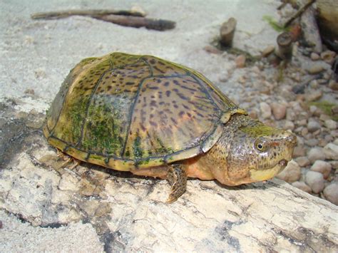 Razor-backed Musk Turtle - Sternotherus carinatus | Amphibians and ...