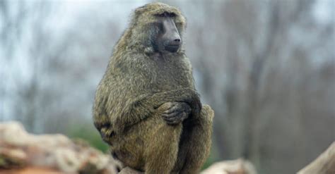 Olive Baboon - A-Z Animals