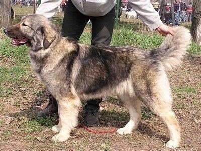 Carpathian Shepherd Dog - Alchetron, the free social encyclopedia