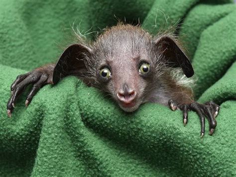 Rare Baby Aye-Aye Born At Duke Lemur Center | Raleigh, NC Patch