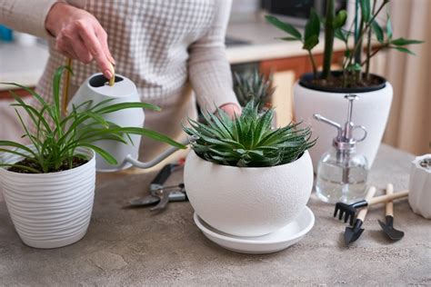 Watering Succulents: The Perfect Guide