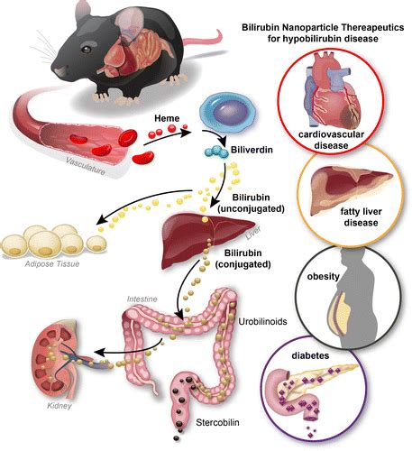 How To Reduce Bilirubin - Economicsprogress5