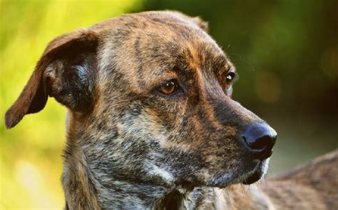 All About Treeing Tennessee Brindle Dog Breed – Origin, Behavior, Trainability, Facts, Puppy ...