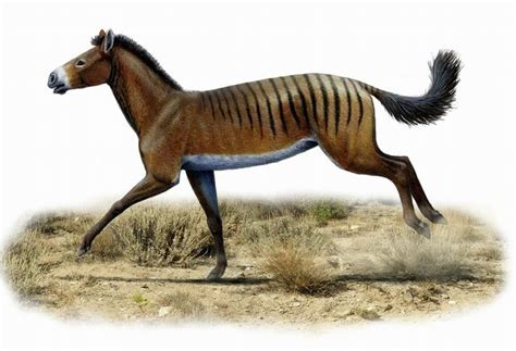 Pin on Mesohippus