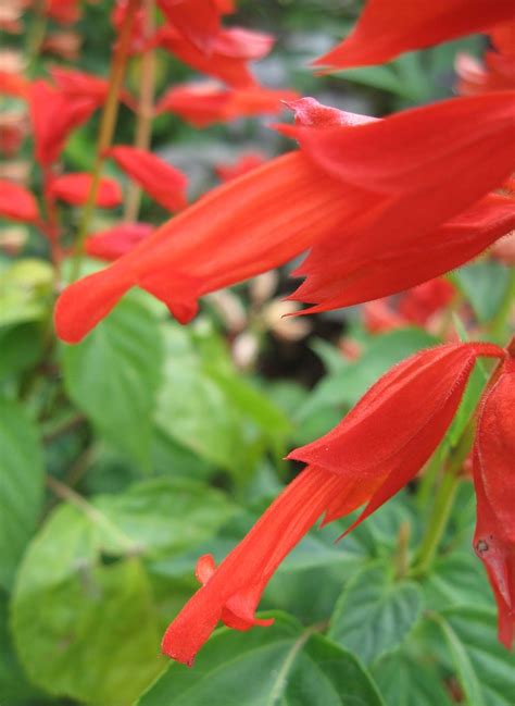 Salvia splendens | Name: Salvia splendens Family: Lamiaceae … | Flickr