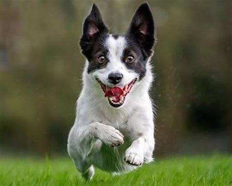 FLUFFY MAD | Excited dog, Dogs, Smiling animals