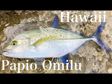 ハワイ釣り】Holoholo in Hawaii catch Papio Omilu - YouTube