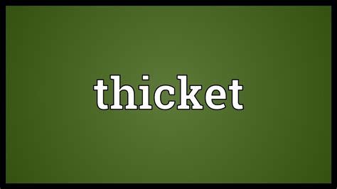 Thicket Meaning - YouTube