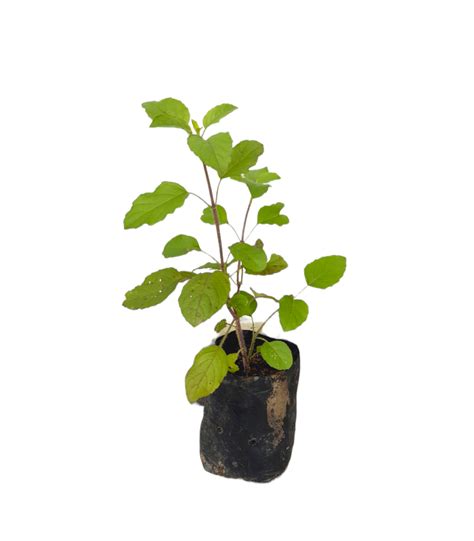 Thulasi plants are available now from www.ceylonagri.lk