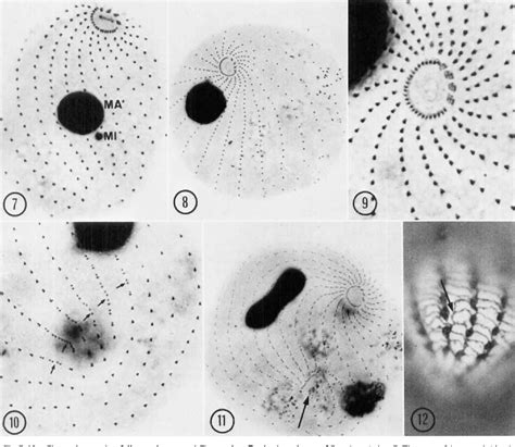 [PDF] Morphology, Morphogenesis and Systematic Position of the Sorocarp ...