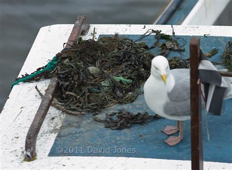 Herring Gull nesting on boat - a single egg revealed, 17 May