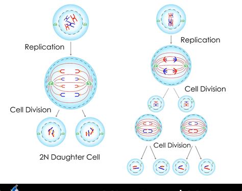 Mitosis vs Meiosis: What Are the Main Differences? - A-Z Animals