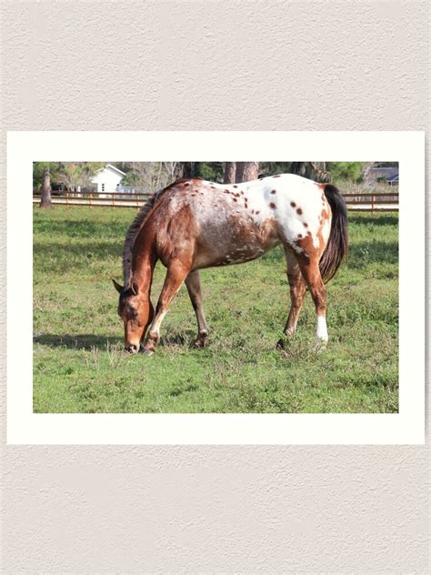 "Appaloosa Horse" Art Print by posyrosie | Redbubble